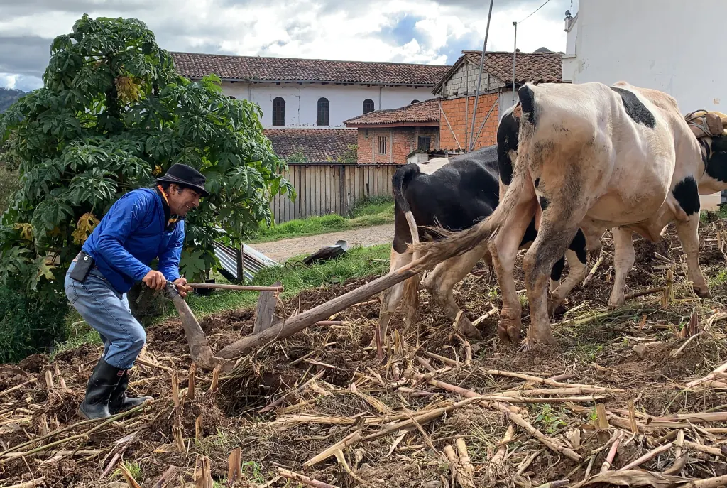 Yaku Pérez trabaja la tierra con una yunta de bueyes